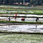 rice-farming